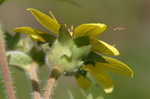 Starry rosinweed